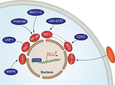 Frontiers | Various Uses Of PD1/PD-L1 Inhibitor In Oncology ...